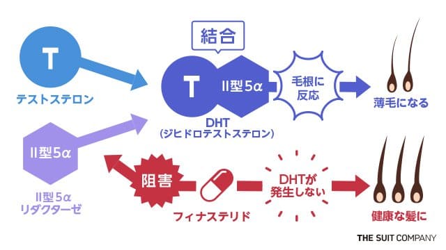 フィナステリドの反応機構のイラスト