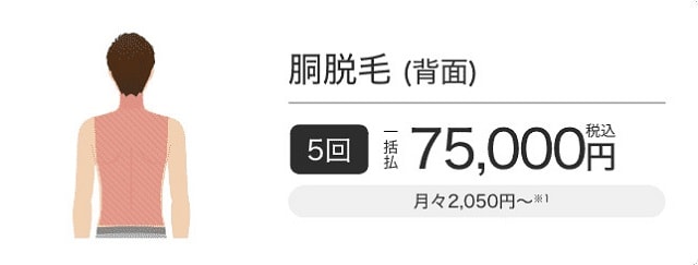 胴の背面